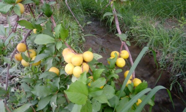 خرید آنلاین آلو زرد شهداد کرمان خرید آنلاین آلو زرد شهداد کرمان