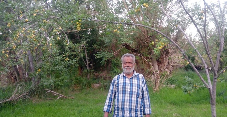 رویداد کشاورزی آلو زرد و غوره شهداد کرمان | باغ بازار