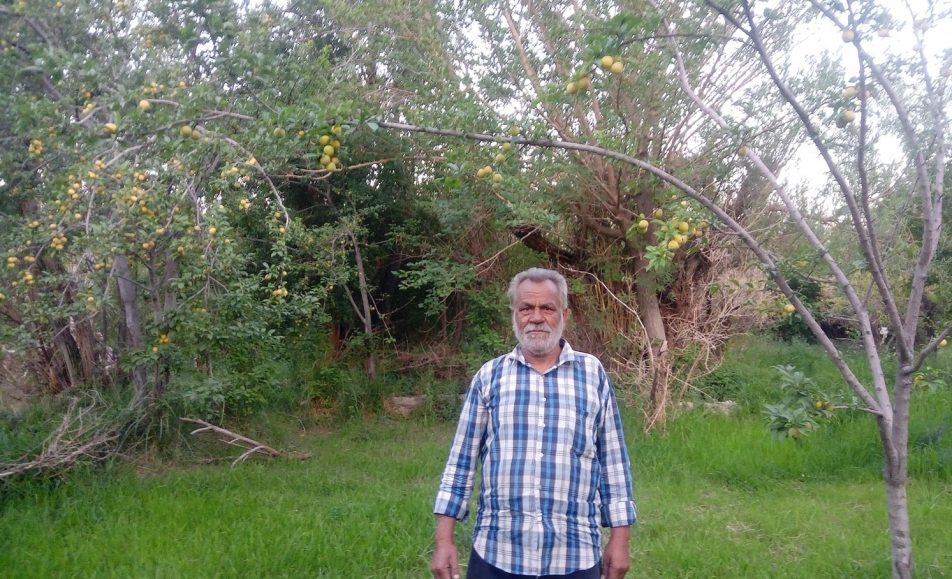 رویداد کشاورزی آلو زرد و غوره شهداد کرمان | باغ بازار