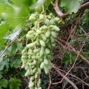 خرید آنلاین غوره شهداد کرمان