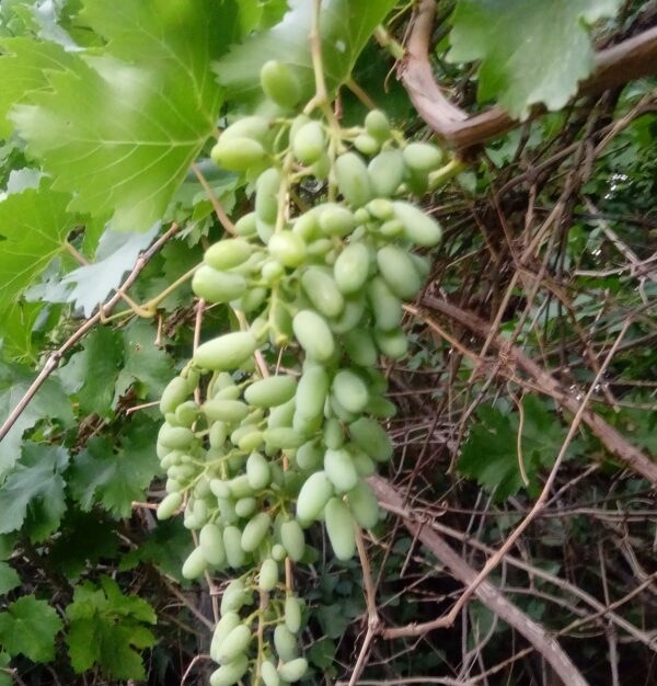 خرید آنلاین غوره شهداد کرمان خرید آنلاین غوره شهداد کرمان