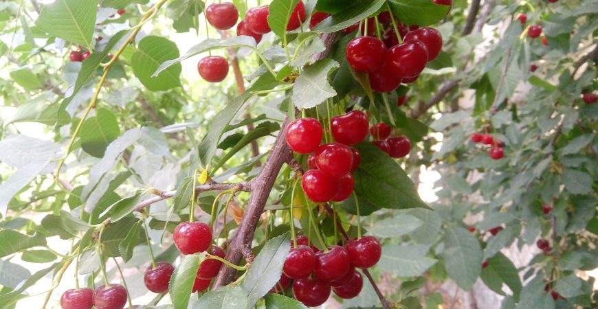 باغ بازار آلبالو | خرید آلبالو از باغ | خرید آلبالو جعبه ای از باغ