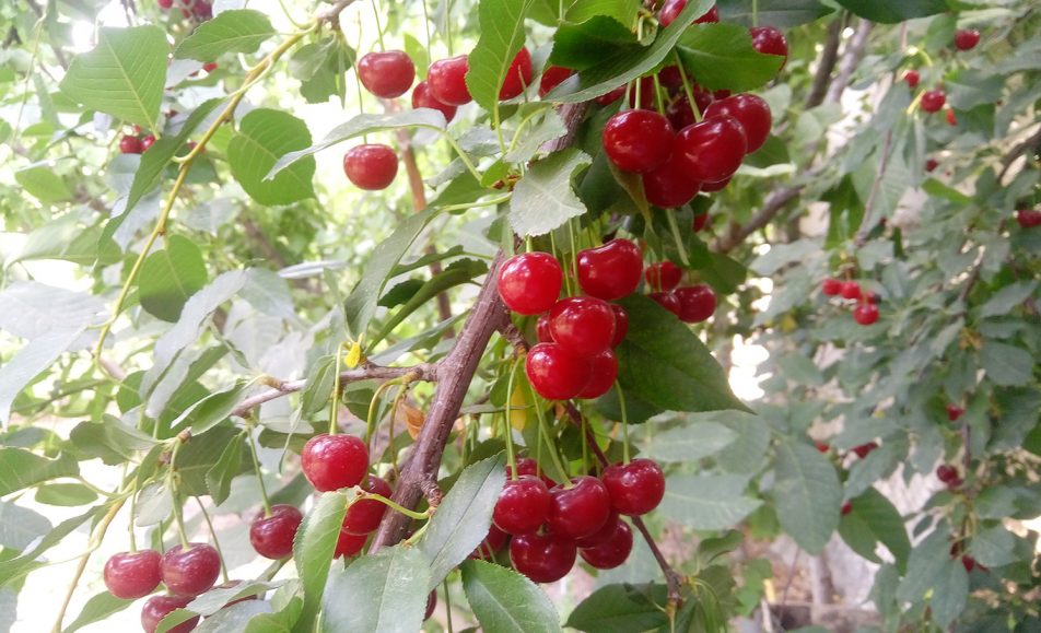 باغ بازار آلبالو | خرید آلبالو از باغ | خرید آلبالو جعبه ای از باغ