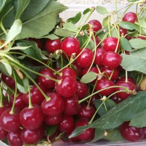 خرید آلبالو پیوندی | خرید آلبالو پیوندی از باغ | خرید آنلاین آلبالو پیوندی