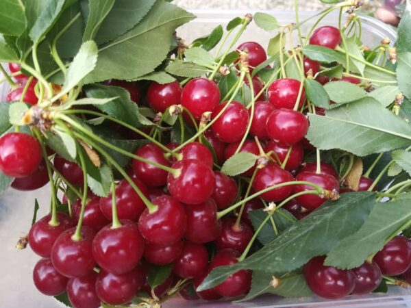 خرید آلبالو پیوندی | خرید آلبالو پیوندی از باغ | خرید آنلاین آلبالو پیوندی خرید آلبالو پیوندی | خرید آلبالو پیوندی از باغ | خرید آنلاین آلبالو پیوندی