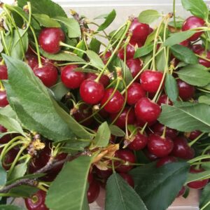 خرید آلبالو رسمی | خرید آلبالو رسمی از باغ | خرید آنلاین آلبالو رسمی