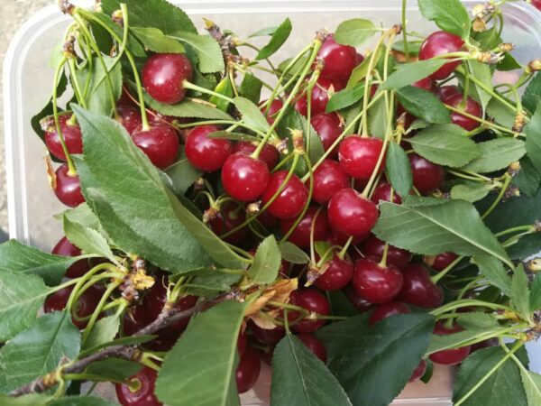 خرید آلبالو رسمی | خرید آلبالو رسمی از باغ | خرید آنلاین آلبالو رسمی خرید آلبالو رسمی | خرید آلبالو رسمی از باغ | خرید آنلاین آلبالو رسمی