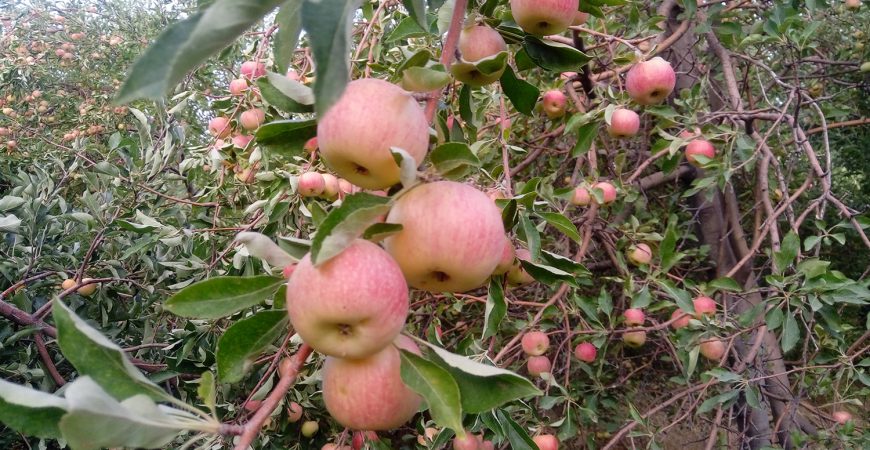 رویداد کشاورزی سیب گلاب محلی جبال بارز | باغ بازار