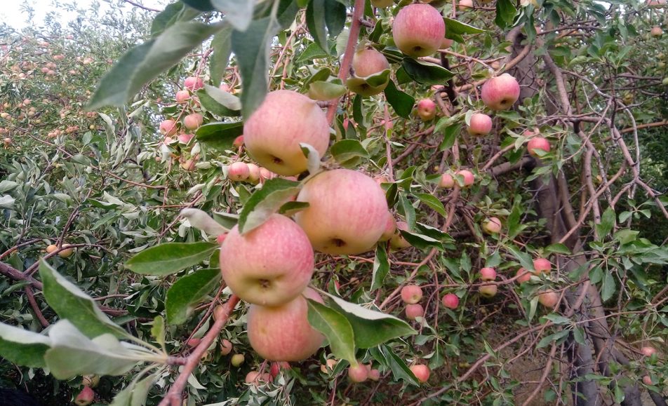 رویداد کشاورزی سیب گلاب محلی جبال بارز | باغ بازار