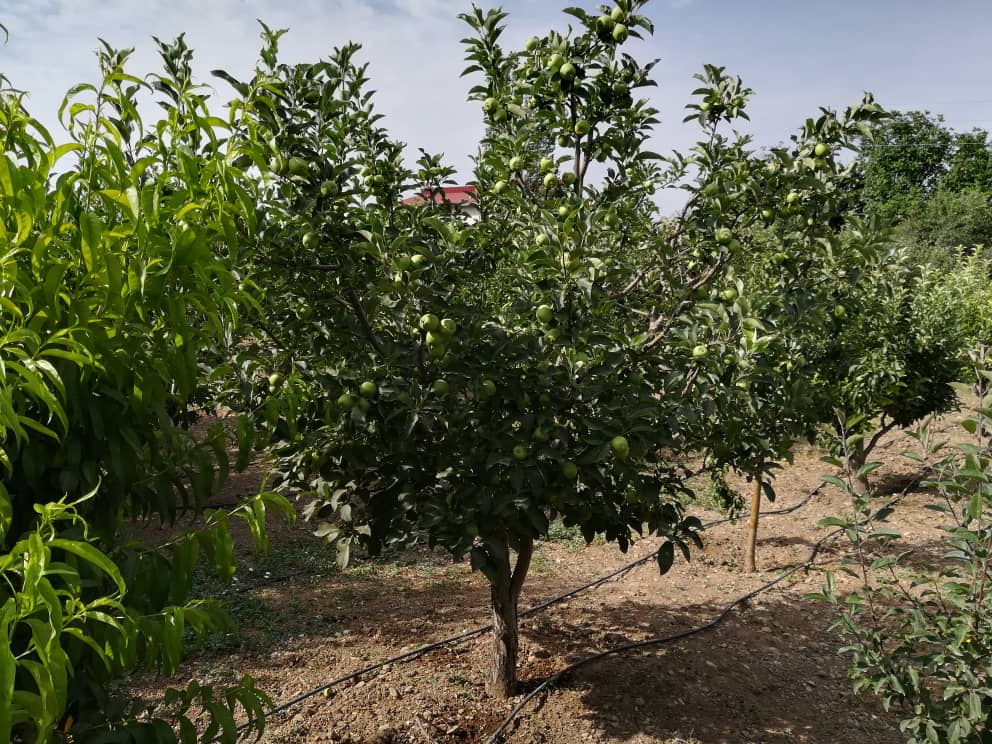 باغ بازار آلبالو | خرید آلبالو از باغ | خرید آلبالو جعبه ای از باغ