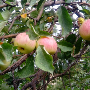 باغ بازار سیب گلاب محلی جبال بارز | باغ بازار