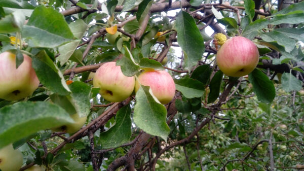 باغ بازار سیب گلاب محلی جبال بارز | باغ بازار باغ بازار سیب گلاب محلی جبال بارز | باغ بازار