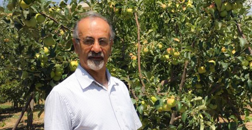 باغ بازار سیب و گلابی دماوند