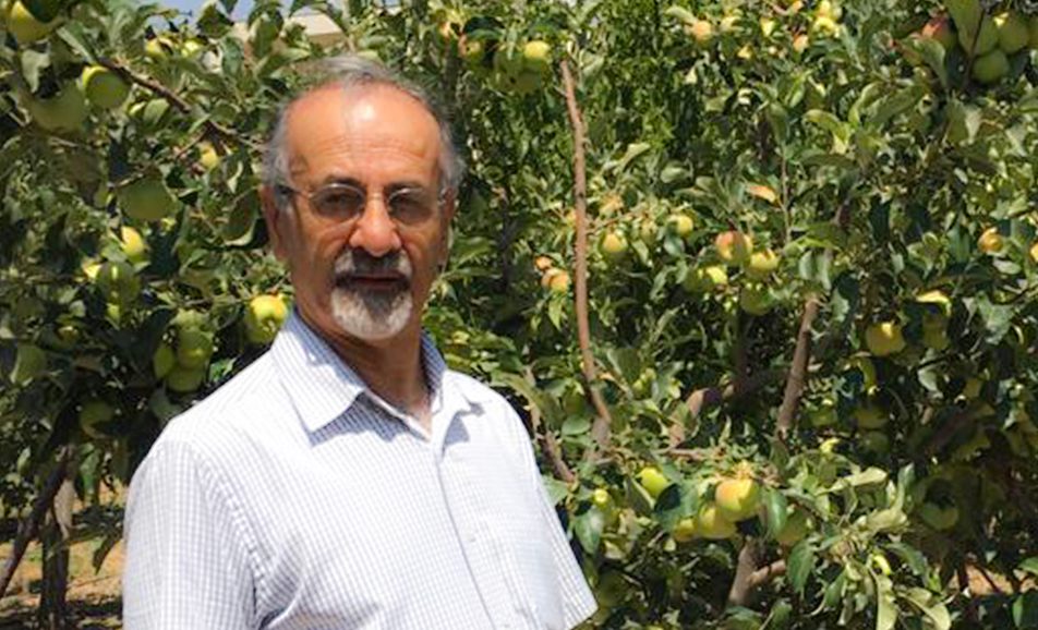 باغ بازار سیب و گلابی دماوند