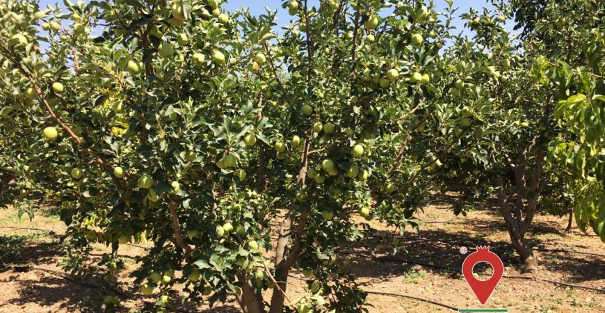 باغ بازار سیب و گلابی دماوند