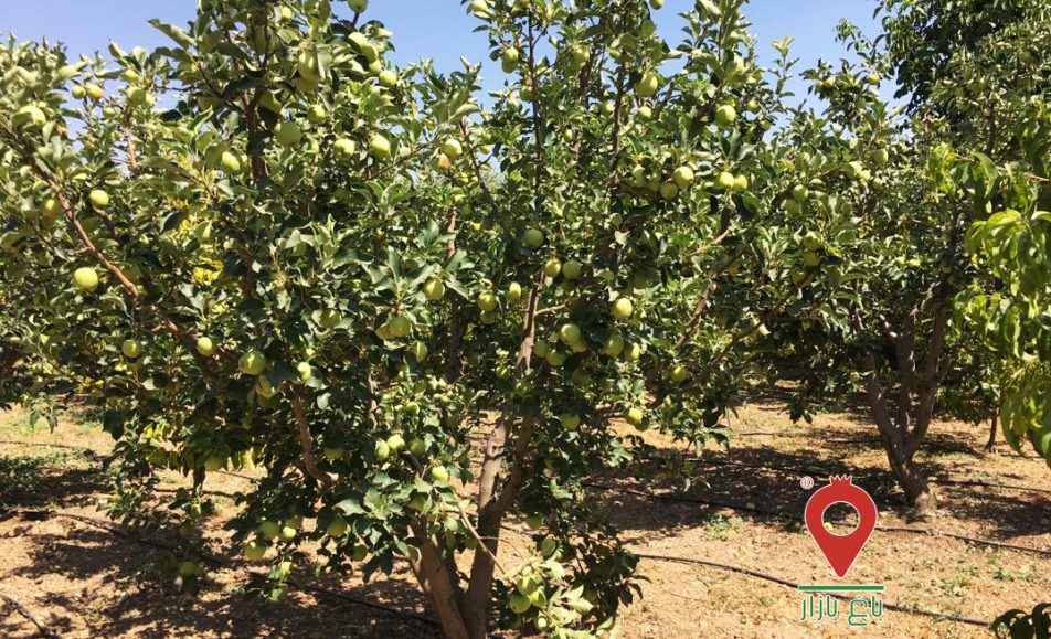 باغ بازار سیب و گلابی دماوند