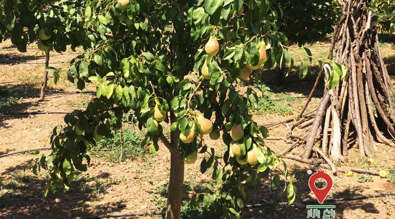 باغ بازار سیب و گلابی دماوند