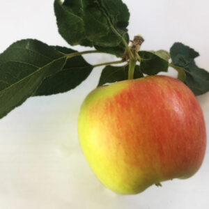 سیب دورنگ آبسرد