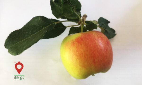 سیب دورنگ آبسرد سیب دورنگ آبسرد