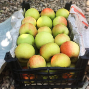 سیب دورنگ دماوند