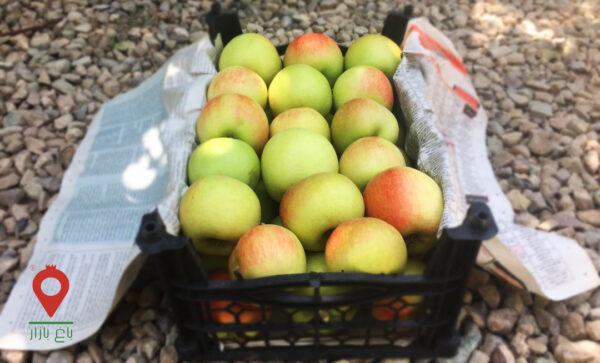 سیب دورنگ دماوند سیب دورنگ دماوند