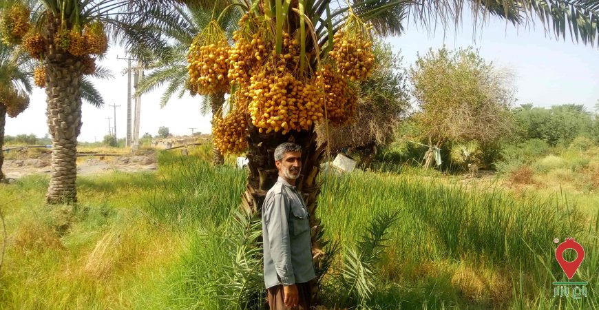 رطب مرداسنگ