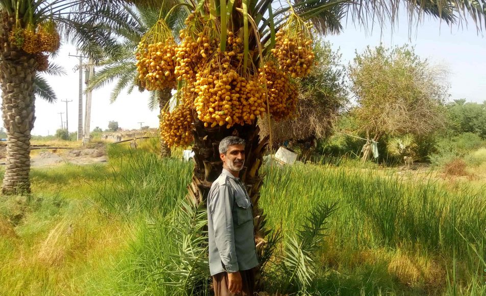 رطب مرداسنگ