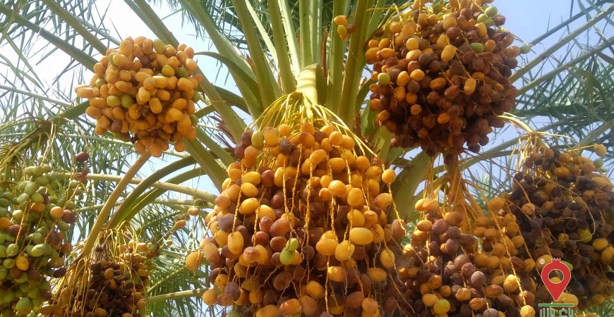 رطب مرداسنگ