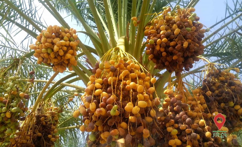 رطب مرداسنگ