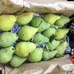 گلابی شاه میوه دماوند