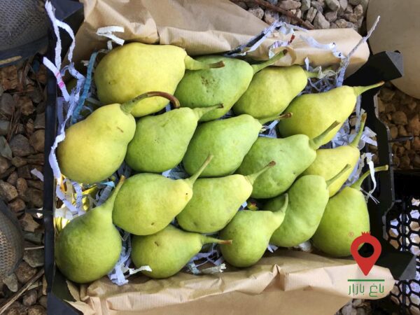 گلابی شاه میوه دماوند گلابی شاه میوه دماوند