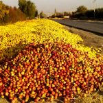 خلاقیت علیه ضایعات