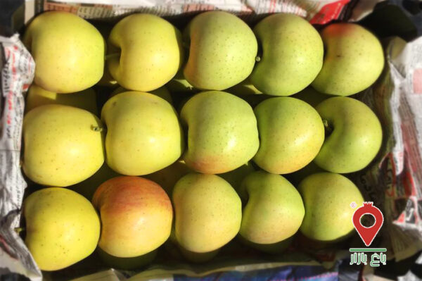 سیب زرد دماوند سیب زرد دماوند