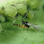 حشرات پارازیت