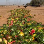 ضایعات کشاورزی