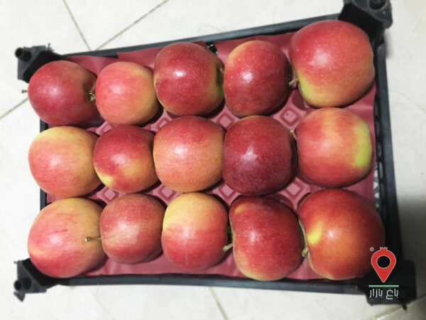 سیب فوجی سیب فوجی