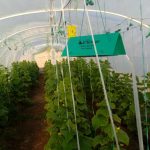 کود ارگانیک