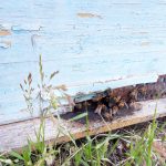 عسل آذربایجان