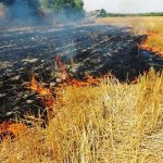 سوزاندن مزارع