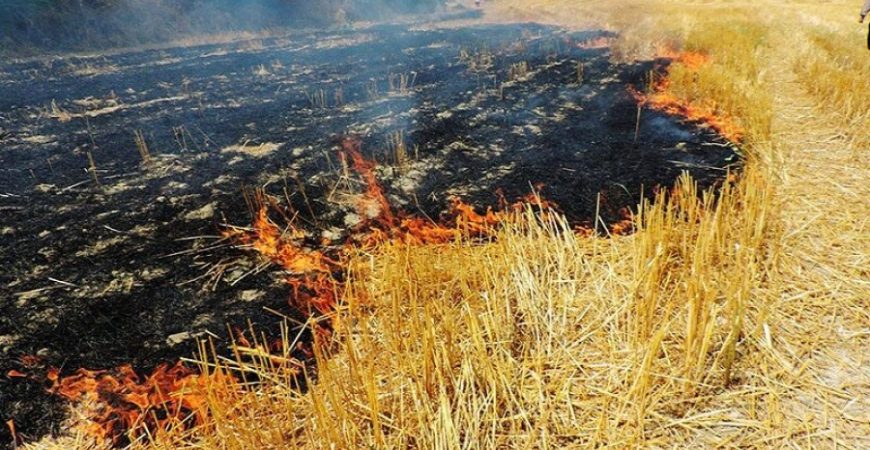 سوزاندن مزارع