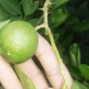 لیموترش منوجان