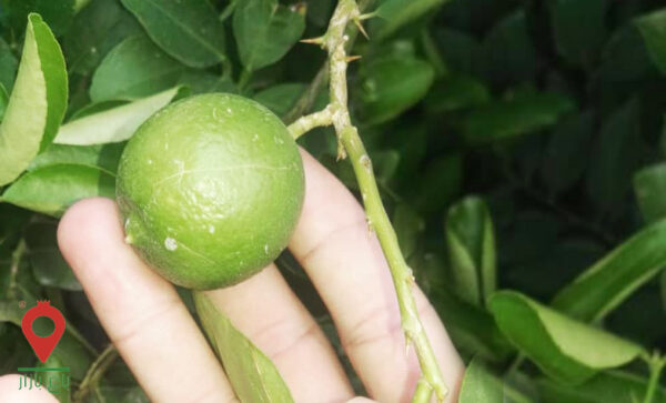 لیموترش منوجان