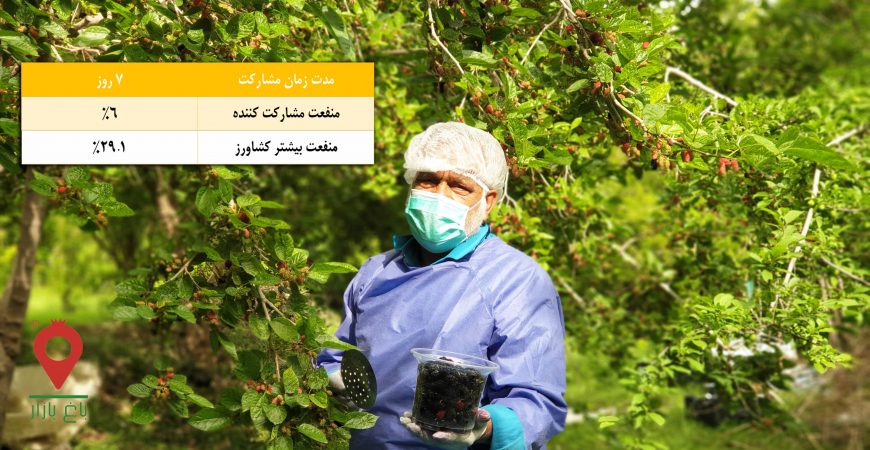 باغ بازار مشارکتی توت سیاه