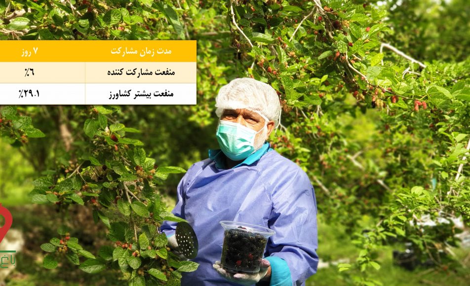 باغ بازار مشارکتی توت سیاه