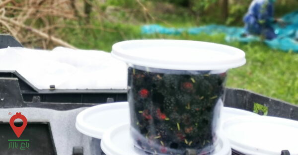 توت سیاه شهداد توت سیاه شهداد