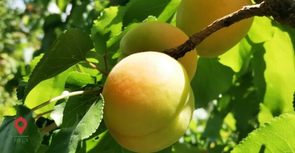 زردآلو زردآلو