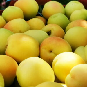 کشاورزی مشارکتی