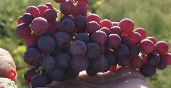 باغ بازار مشارکتی انگور یاقوتی سیستان