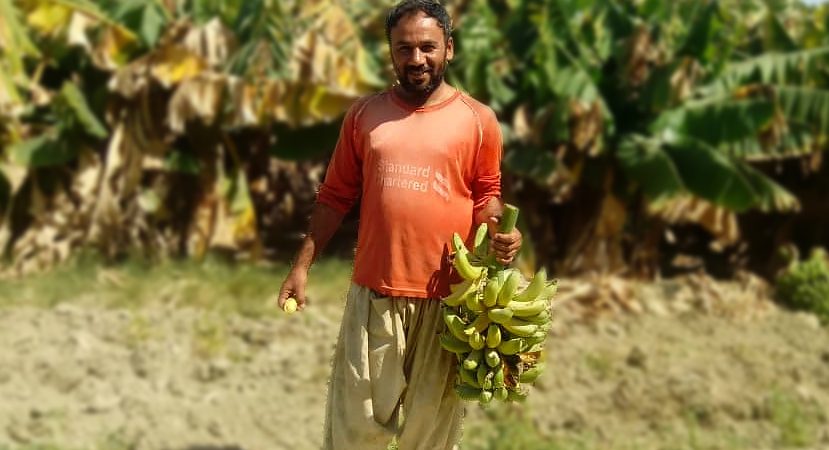 باغ بازار موز