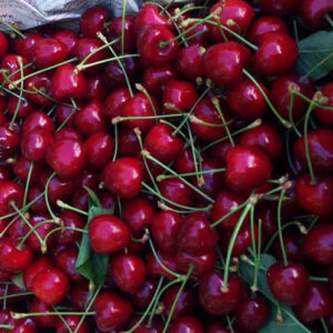 گیلاس دماوند